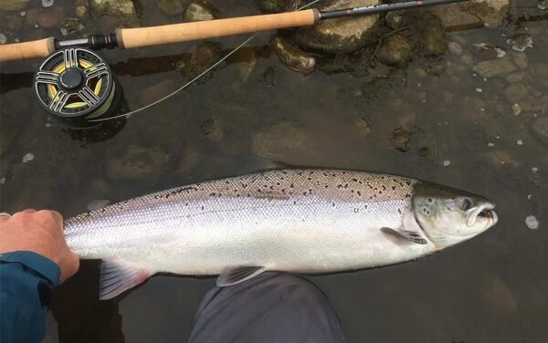 Blackwater Salmon in Ireland is fly fishing and spin fishing (9)