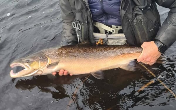 Blackwater Salmon in Ireland is fly fishing and spin fishing (9)