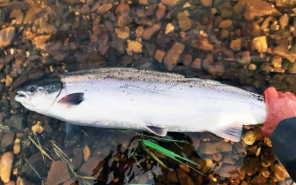 Blackwater Salmon in Ireland is fly fishing and spin fishing (9)