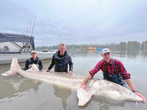 Fishingweeks after Sturgeon Austin, Karsten og Mikkel med støren