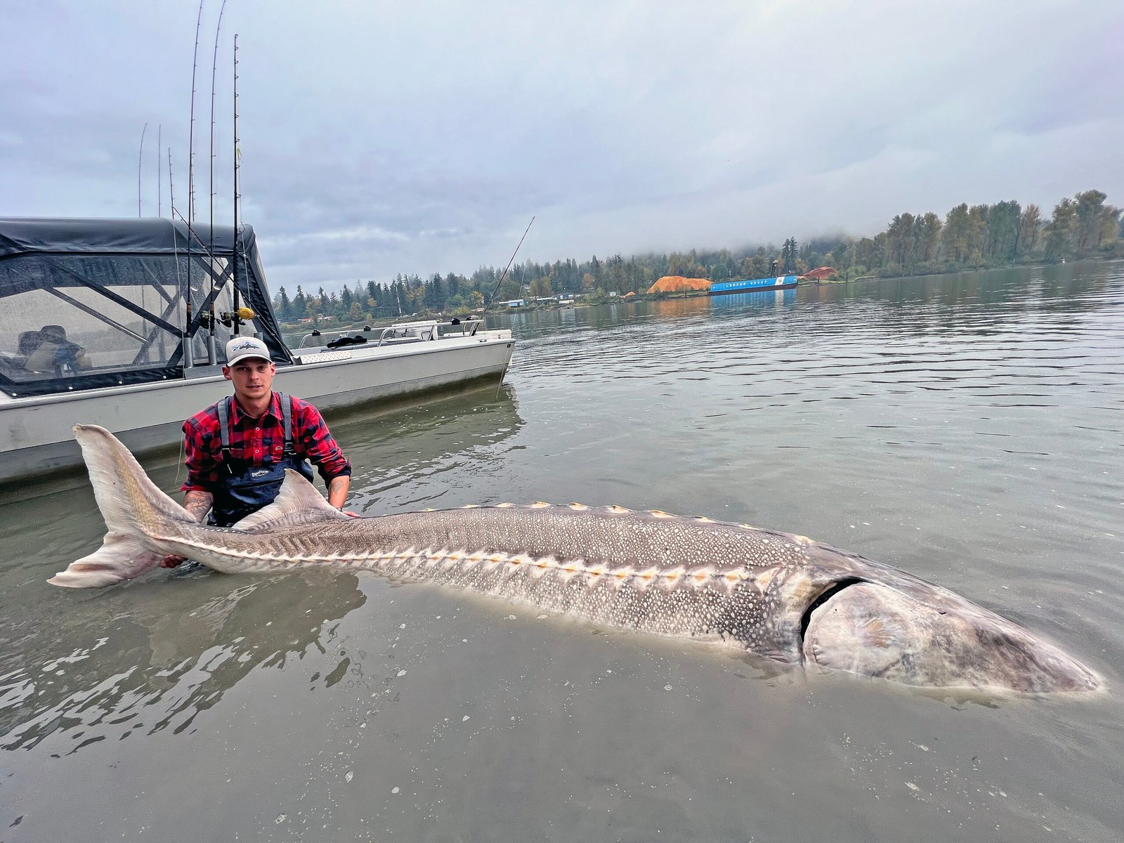 Fishingweeks after Sturgeon Mikkel med storen scaled % - fishingweeks