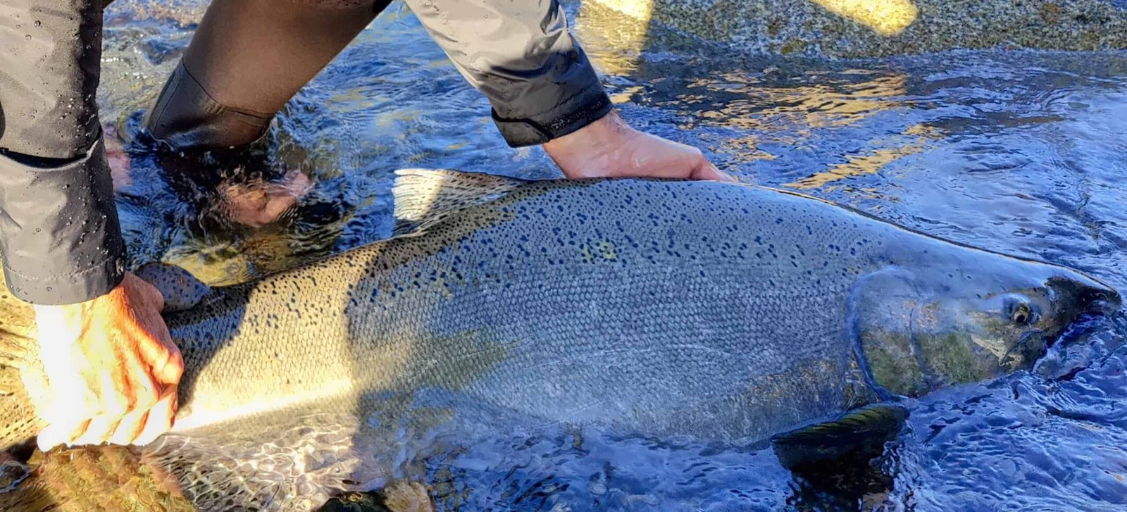 Fiskerejse tilae Chilliwack i Canada efter kongelaks hundelaks soelv laks og stoer 41 scaled % - fishingweeks