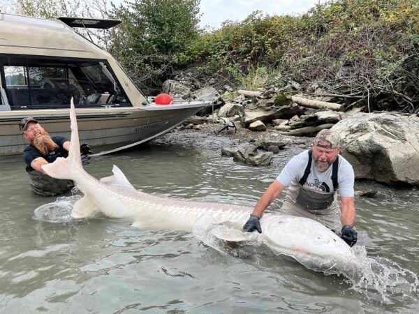 Fishing adventure to Chilliwack fishing King Salmon, silver salmon and sturgeon