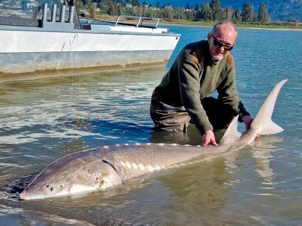 Fishing adventure to Chilliwack fishing King Salmon, silver salmon and sturgeon