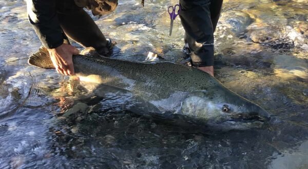 Salmon in mid October