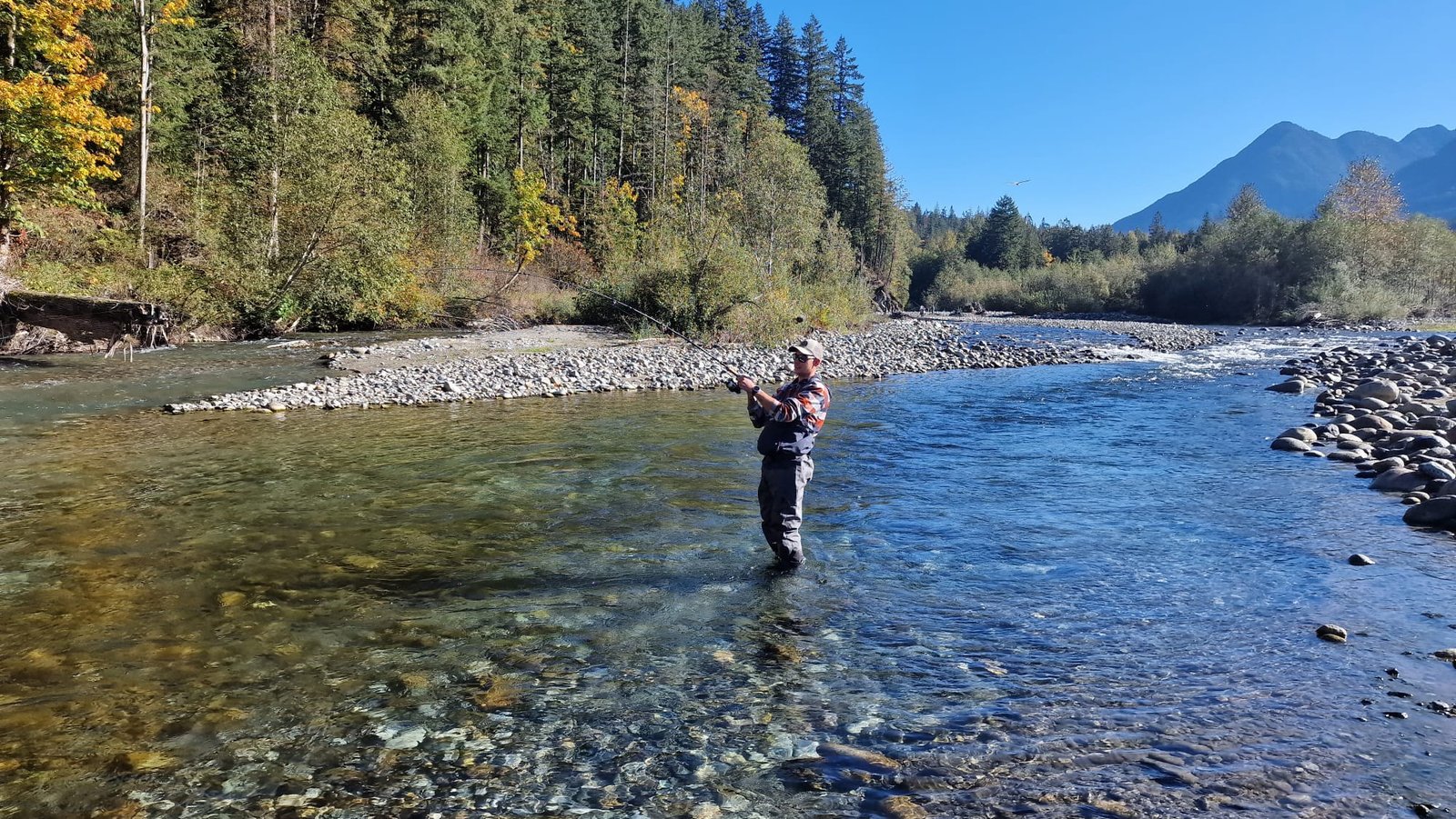 Fishingweeks in Chilliwack catching Salmon Chum Coho 6 % - fishingweeks