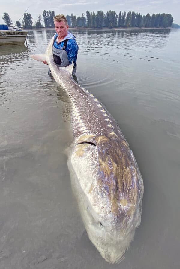 Fishingweeks catching sturgeon in Fraser river